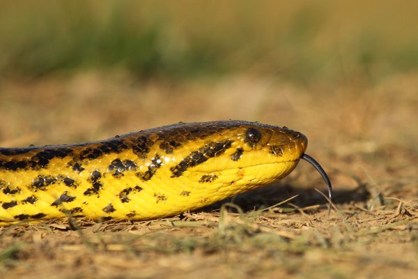 Anaconda au lever du jour 