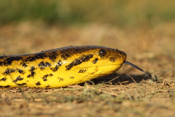 Anaconda au lever du jour 