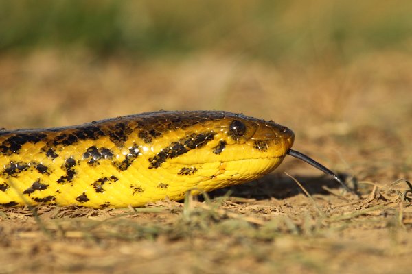 Anaconda au lever du jour 