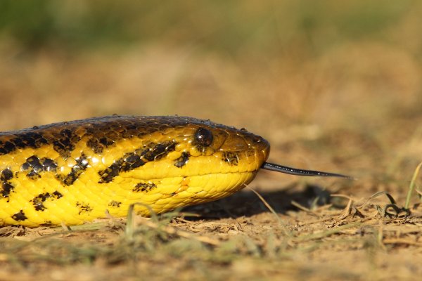 Anaconda au lever du jour 