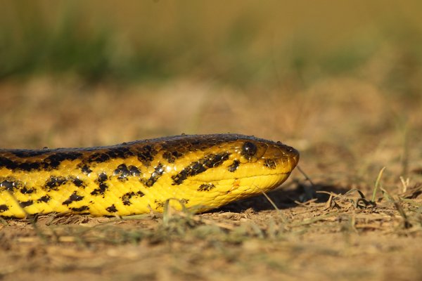 Anaconda au lever du jour 