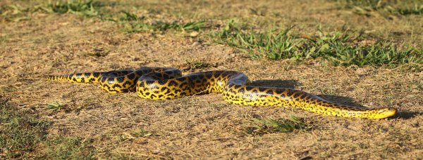 Anaconda au lever du jour 