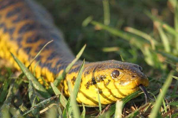 Anaconda au lever du jour 