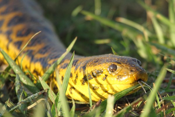 Anaconda au lever du jour 