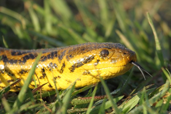 Anaconda au lever du jour 