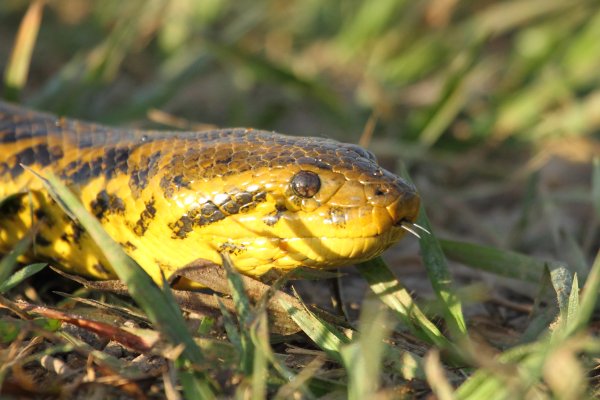 Anaconda au lever du jour 