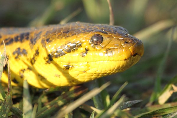 Anaconda au lever du jour 