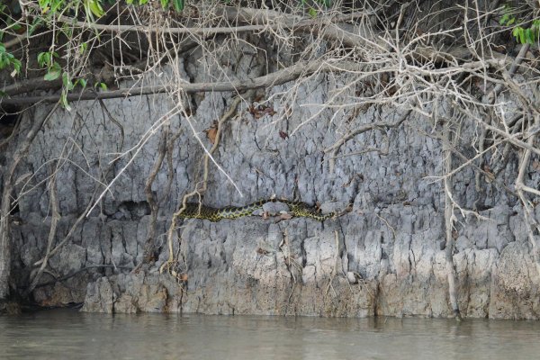 Anaconda au lever du jour 