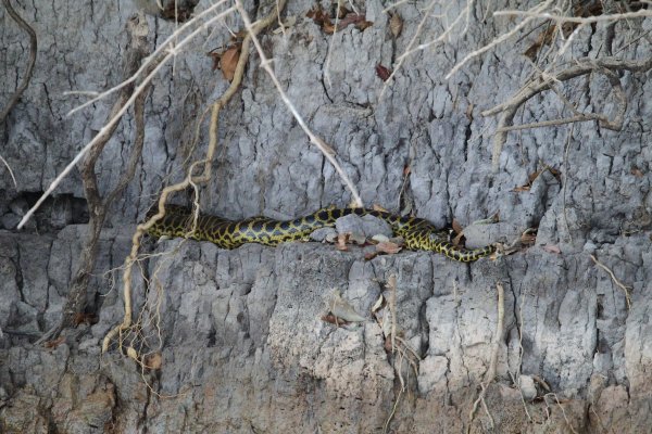 Anaconda au lever du jour 