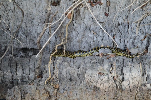 Anaconda au lever du jour 