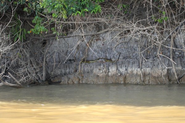 Anaconda au lever du jour 