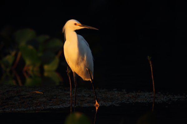 Western reef h�ron 