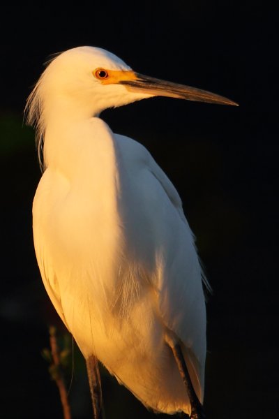 Western reef h�ron 