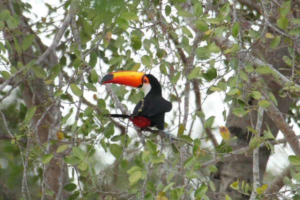 Toucan Toco 