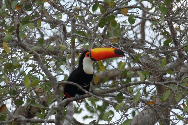 Toucan Toco 