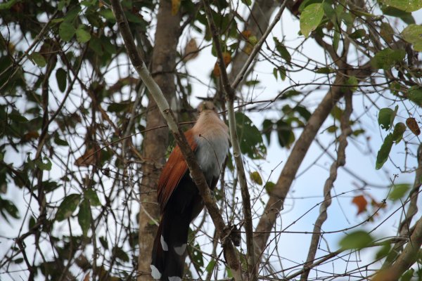Piaye &eacute;cureuil / Squirrel cuckoo / Alma de gato / Piaya cayana 