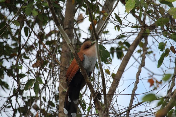 Piaye &eacute;cureuil / Squirrel cuckoo / Alma de gato / Piaya cayana 