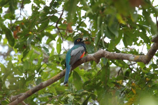 Trogon couroucou / Blue-crowned Trogon / Surucu&aacute; de barriga vermelha / Trogon curucui 