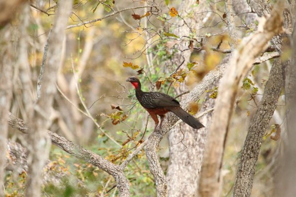 P&eacute;n&eacute;lope cujubi / Red-throated piping Guan / Cujubi / Pipile-cujubi 