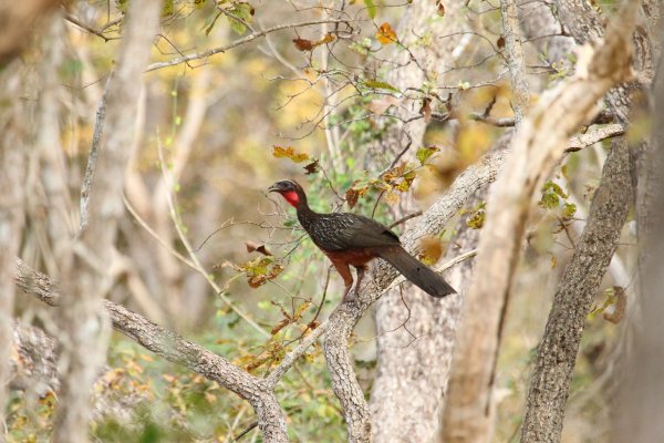 P&eacute;n&eacute;lope cujubi / Red-throated piping Guan / Cujubi / Pipile-cujubi 