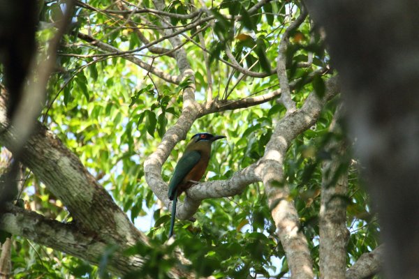 Momot &agrave; t&ecirc;te bleue / Blue-crowned momot / udude coroa azul / momotus momota 