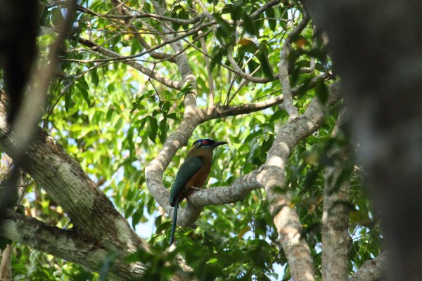 Momot &agrave; t&ecirc;te bleue / Blue-crowned momot / udude coroa azul / momotus momota 
