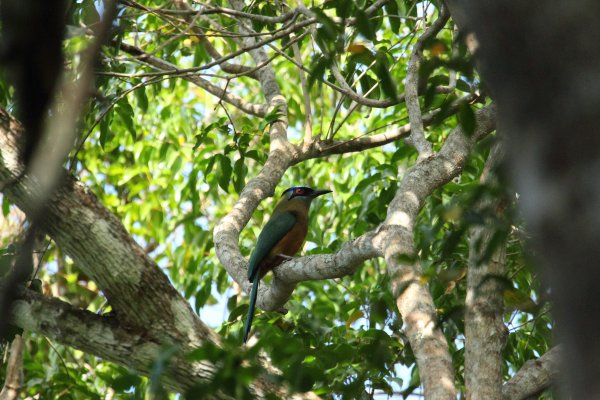 Momot &agrave; t&ecirc;te bleue / Blue-crowned momot / udude coroa azul / momotus momota 
