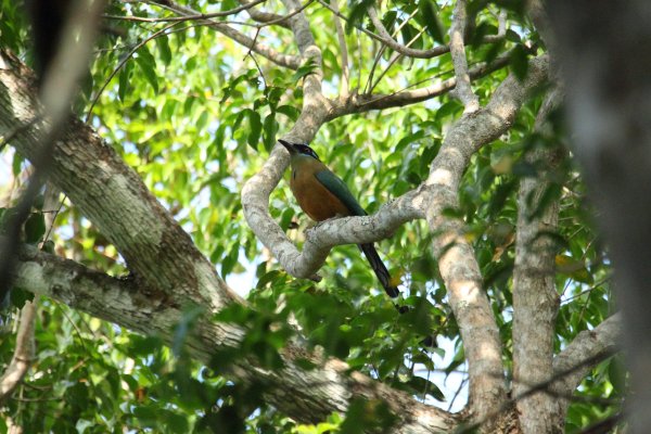 Momot &agrave; t&ecirc;te bleue / Blue-crowned momot / udude coroa azul / momotus momota 