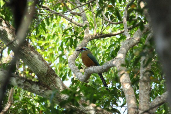Momot &agrave; t&ecirc;te bleue / Blue-crowned momot / udude coroa azul / momotus momota 