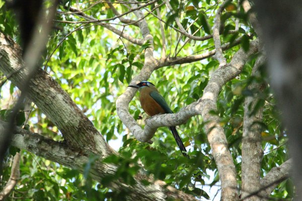 Momot &agrave; t&ecirc;te bleue / Blue-crowned momot / udude coroa azul / momotus momota 