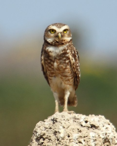 Chev&ecirc;che des terriers / Burrowing Owl / Coruja buraqueira / Athene cunicularia 