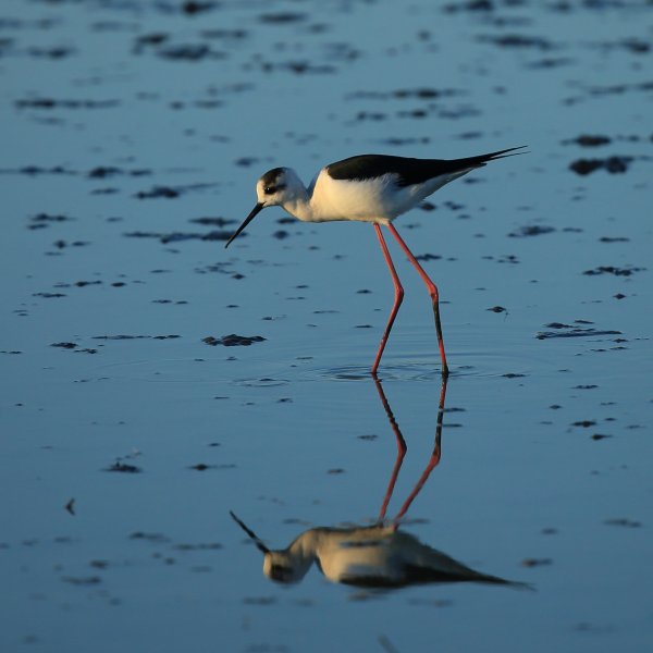Echasse blanche - Pont de gau - Camargue 2014 