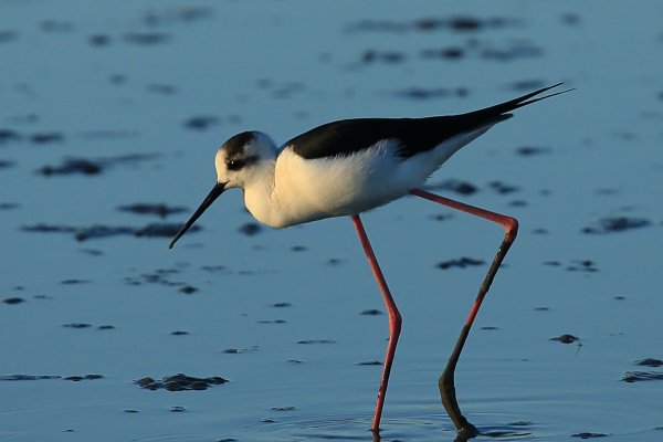 Echasse blanche - Pont de gau - Camargue 2014 