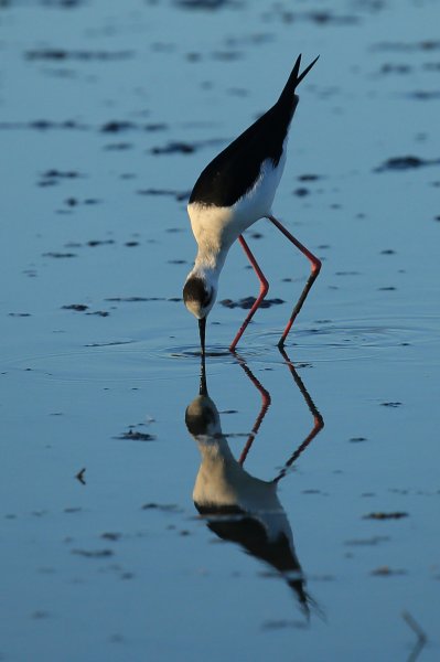Echasse blanche - Pont de gau - Camargue 2014 