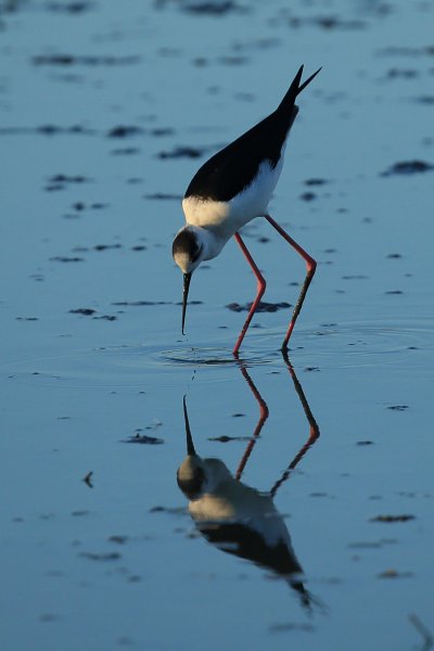 Echasse blanche - Pont de gau - Camargue 2014 