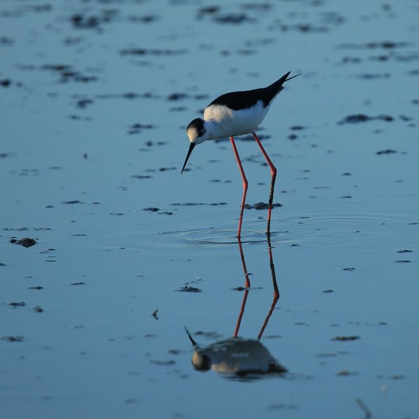 Echasse blanche - Pont de gau - Camargue 2014 
