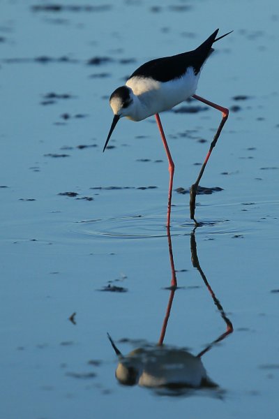 Echasse blanche - Pont de gau - Camargue 2014 
