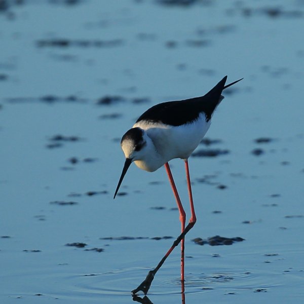 Echasse blanche - Pont de gau - Camargue 2014 