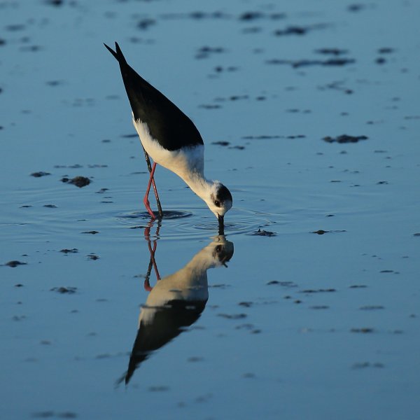 Echasse blanche - Pont de gau - Camargue 2014 