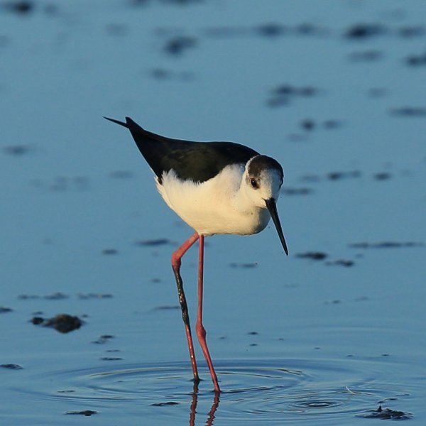 Echasse blanche - Pont de gau - Camargue 2014 