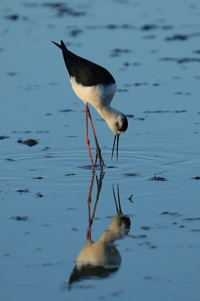 Echasse blanche - Pont de gau - Camargue 2014 