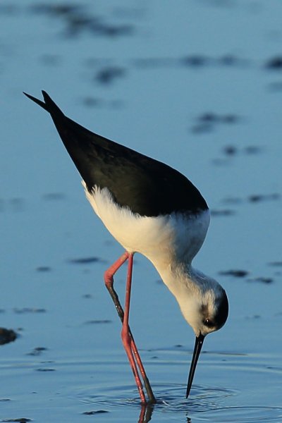 Echasse blanche - Pont de gau - Camargue 2014 