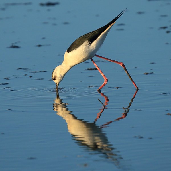 Echasse blanche - Pont de gau - Camargue 2014 