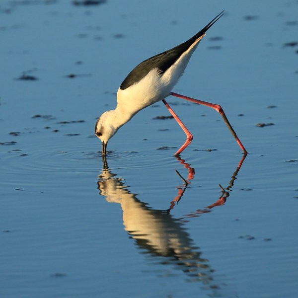 Echasse blanche - Pont de gau - Camargue 2014 