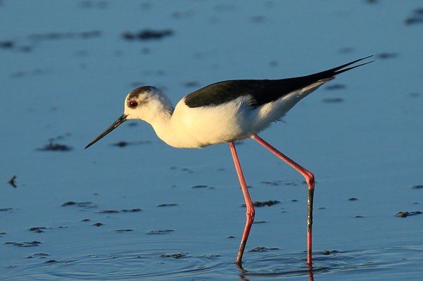 Echasse blanche - Pont de gau - Camargue 2014 