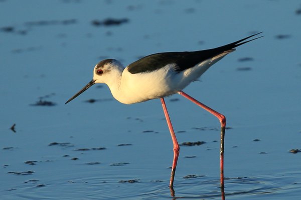 Echasse blanche - Pont de gau - Camargue 2014 