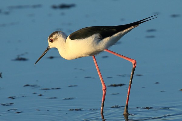 Echasse blanche - Pont de gau - Camargue 2014 
