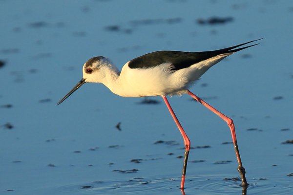 Echasse blanche - Pont de gau - Camargue 2014 