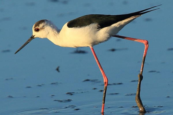 Echasse blanche - Pont de gau - Camargue 2014 