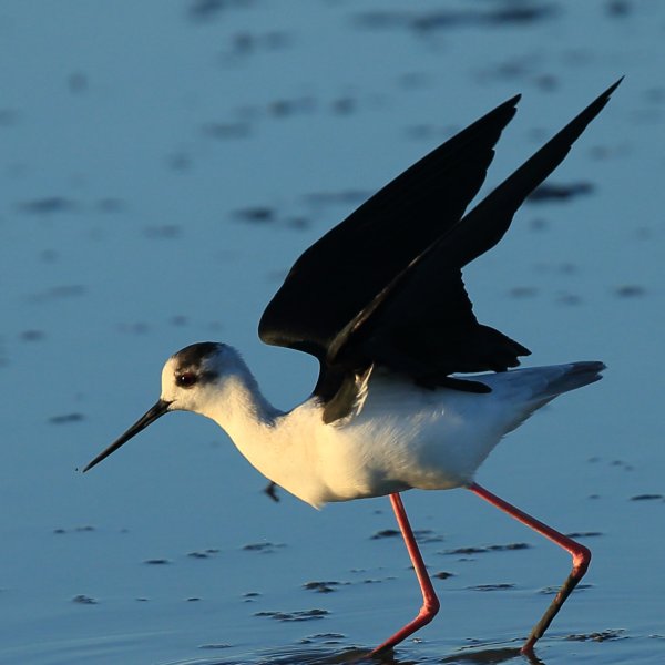 Echasse blanche - Pont de gau - Camargue 2014 